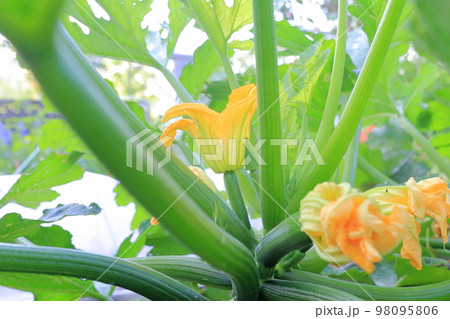 畑で育つズッキーニ 98095806