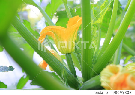 畑で育つズッキーニ 畑で育つズッキーニ 98095808