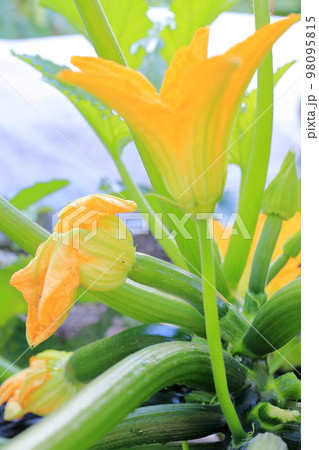 畑で育つズッキーニ 畑で育つズッキーニ 98095815