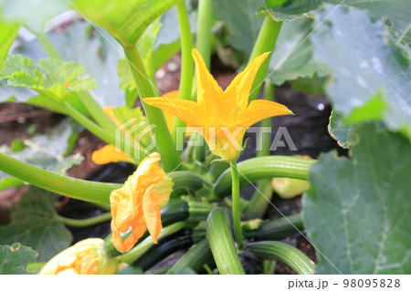 畑で育つズッキーニ 畑で育つズッキーニ 98095828