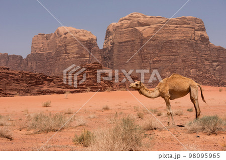Camel in Wadi Rum desert, Jordan Camel in Wadi Rum desert, Jordan 98095965