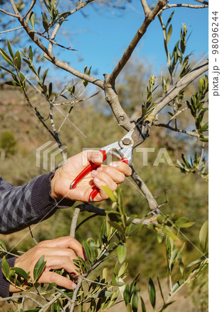 man prunes an olive tree in a plantation in Spain man prunes an olive tree in a plantation in Spain 98096244