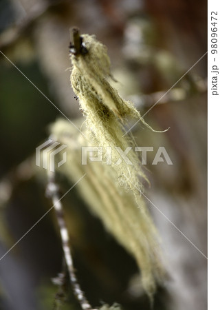 Usnea barbata, old man's beard hanging on a fir tree branch 98096472