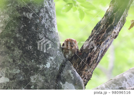 羽角を立てるコノハズクの赤色型 98096516