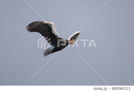 飛翔するオオワシの成鳥 98096521
