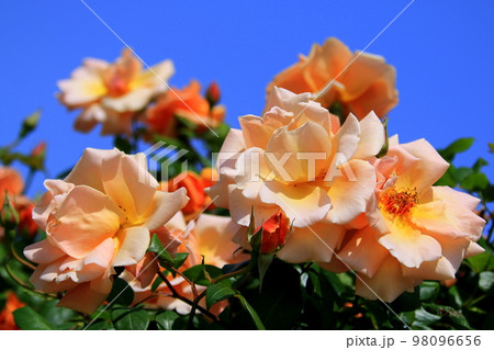 バラの花 バラの花 98096656