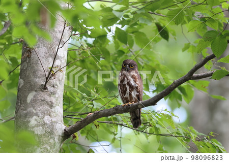 新緑の森の中のアオバズク 98096823