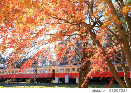 小湊鐵道「陽ざし降り注ぐ楓の葉と列車を背景に」 小湊鐵道「陽ざし降り注ぐ楓の葉と列車を背景に」 98097082