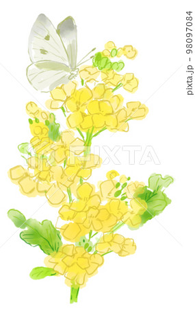 菜の花とモンシロチョウの水彩イラスト 98097084