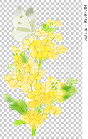 菜の花とモンシロチョウの水彩イラスト 98097084