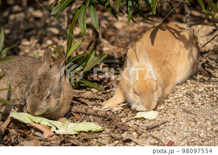 2023年　うさぎ 98097554