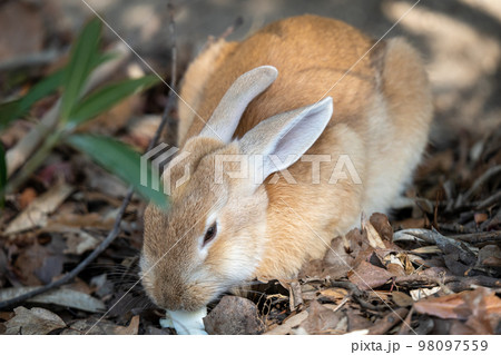 2023年　うさぎ 98097559