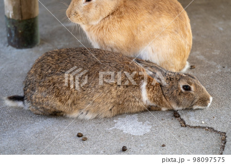 2023年　うさぎ 98097575