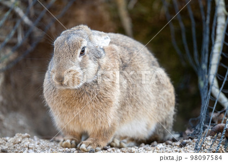 2023年　うさぎ 98097584