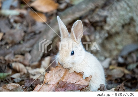 2023年 うさぎ 2023年 うさぎ 98097600