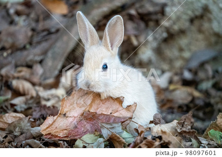2023年　うさぎ 98097601