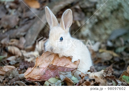 2023年 うさぎ 2023年 うさぎ 98097602