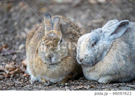 2023年　うさぎ 98097622
