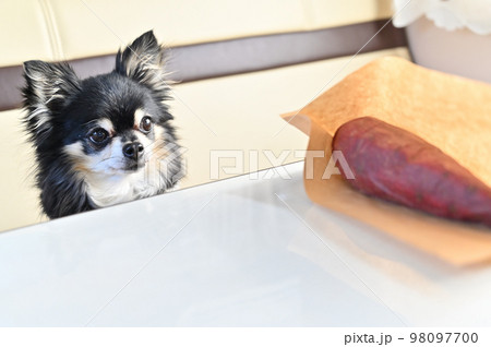 焼き芋が大好きなチワワ 焼き芋が大好きなチワワ 98097700