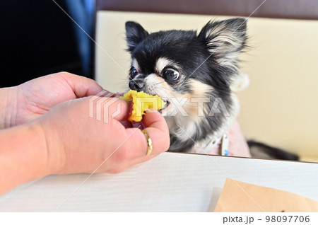 目をまんまるにして焼き芋を頬張るチワワ 98097706