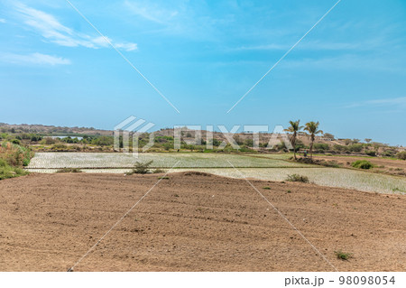 green rice fields in south america green rice fields in south america 98098054