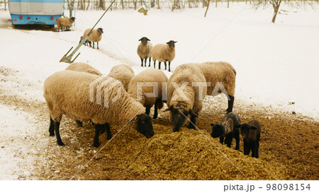 Sheep Suffolk lambs bio winter organic farm ewe corn silage fodder feeding baby flock white herd British breed domestic snow organic young farming snowy ice fence enclosure, raised meat, wool Europe Sheep Suffolk lambs bio winter organic farm ewe corn silage fodder feeding baby flock white herd British breed domestic snow organic young farming snowy ice fence enclosure, raised meat, wool Europe 98098154