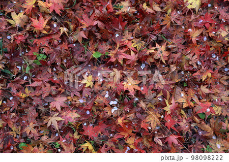 一面のモミジの葉 秋の背景素材 秋イメージ 一面のモミジの葉 秋の背景素材 秋イメージ 98098222