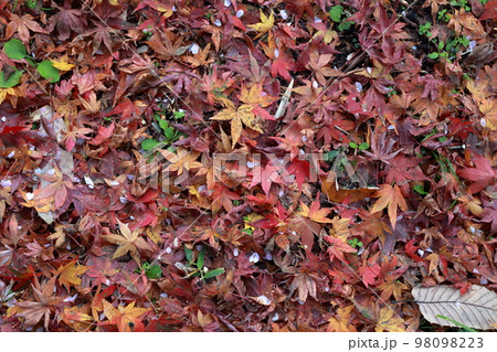 一面のモミジの葉 秋の背景素材 秋イメージ 一面のモミジの葉 秋の背景素材 秋イメージ 98098223