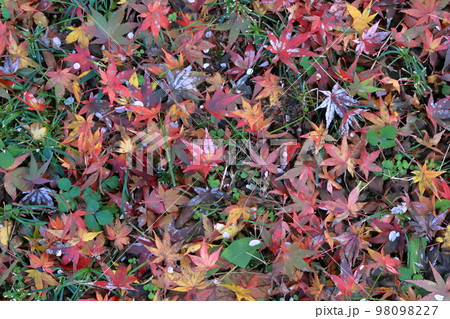 一面のモミジの葉 秋の背景素材 秋イメージ 一面のモミジの葉 秋の背景素材 秋イメージ 98098227