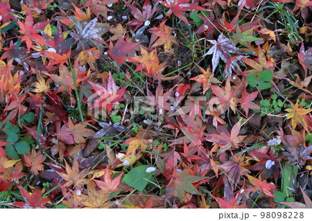 一面のモミジの葉 秋の背景素材 秋イメージ 一面のモミジの葉 秋の背景素材 秋イメージ 98098228