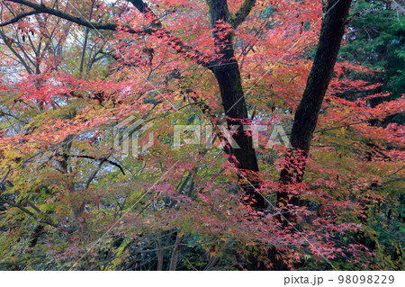 彩られた美しい紅葉 彩られた美しい紅葉 98098229