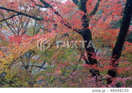 彩られた美しい紅葉 彩られた美しい紅葉 98098230