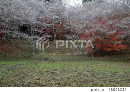 秋に咲く桜と紅葉 四季桜(市場城址 愛知県 豊田市) 秋に咲く桜と紅葉 四季桜(市場城址 愛知県 豊田市) 98098235