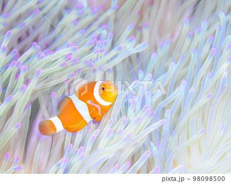 カクレクマノミ カクレクマノミ 98098500