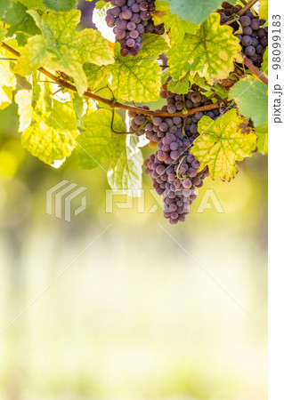 Purple bunches of grapes of the Red Traminer variety in a vineyard ripening before harvest 98099183