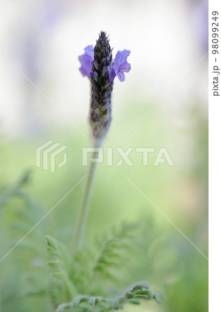 香るハーブ ラベンダー 香るハーブ ラベンダー 98099249