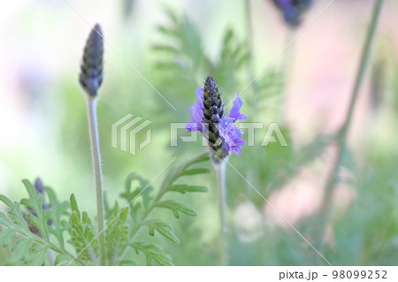 香るハーブ ラベンダー 香るハーブ ラベンダー 98099252