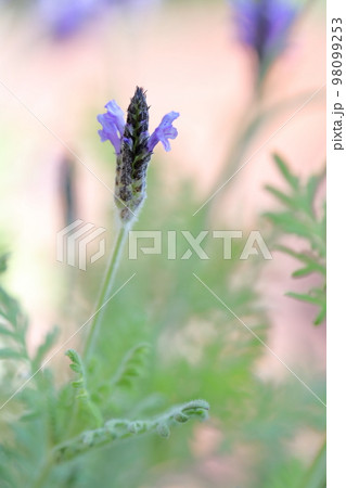 香るハーブ ラベンダー 香るハーブ ラベンダー 98099253