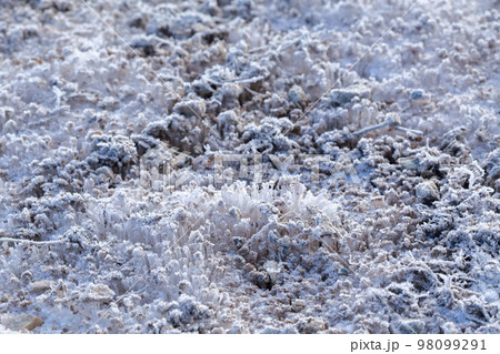 凍てつく冬の地面 霜柱 凍てつく冬の地面 霜柱 98099291