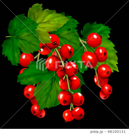 Watercolor set of red ripe currant berries isolated on black background. Hand drawn botanical illustration. Clip art berry branches. 98100131