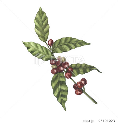 Watercolor of red coffee arabica beans on branch with berries. Hand-drawn illustration isolated on white background. Perfect food menu, concept for cafe, restaurant element, recipe book, cooking Watercolor of red coffee arabica beans on branch with berries. Hand-drawn illustration isolated on white background. Perfect food menu, concept for cafe, restaurant element, recipe book, cooking 98101023