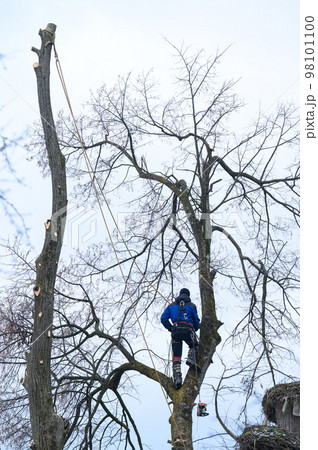 An arborist or lumberjack stands on a big tree to cut it down, a dangerous dry and big tree. An arborist or lumberjack stands on a big tree to cut it down, a dangerous dry and big tree. 98101100