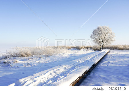White winter landscape with a snowy wooden boardwalk, hoarfrost covered tree, frozen lake, blue sky White winter landscape with a snowy wooden boardwalk, hoarfrost covered tree, frozen lake, blue sky 98101240