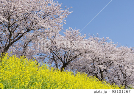 開花した菜の花と桜 開花した菜の花と桜 98101267