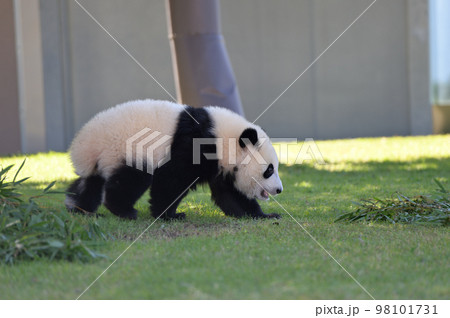 お散歩中の桃浜 98101731