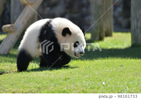 元気いっぱい走り回る桜浜 元気いっぱい走り回る桜浜 98101733