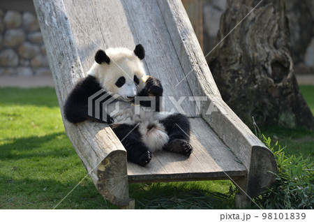 おやつを手にして嬉しそうな桜浜 98101839