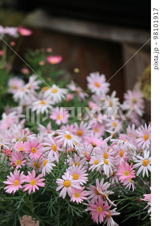 花いっぱい 0040 花いっぱい 0040 98101917