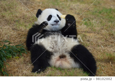 おやつをもらって嬉しそうな桃浜 98102002