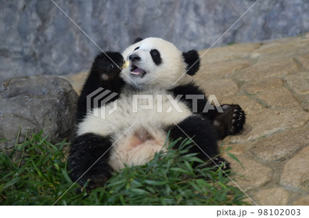 おやつをもらって嬉しそうな桃浜 おやつをもらって嬉しそうな桃浜 98102003